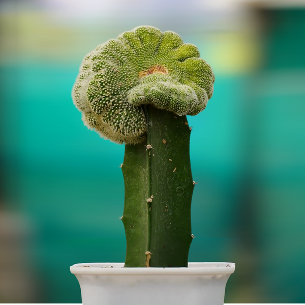 Notocactus scopa cristata