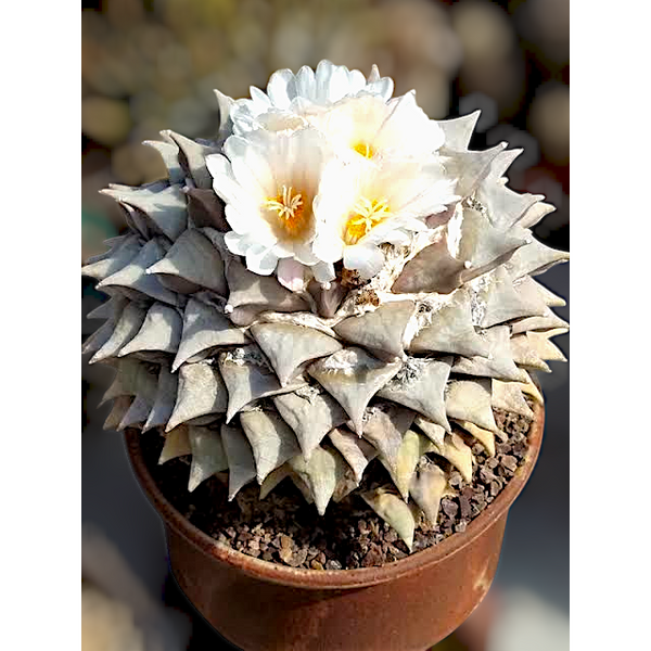 Ariocarpus reduces- seedghwon cactus
