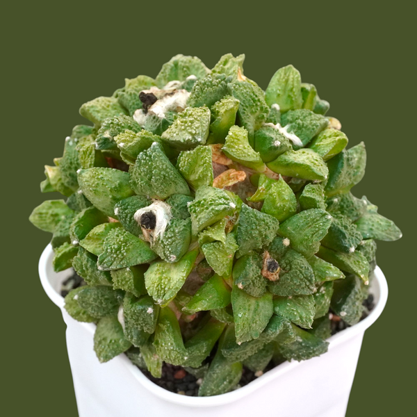 Ariocarpus godzilla multihead