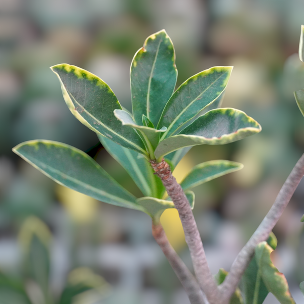 Adenium arabicum yak saudi verigated
