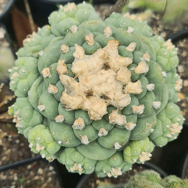Lophophora fricii cv tubercles 3_INCHS_QUARE_POT WITHOUT_POT_SHIPPING