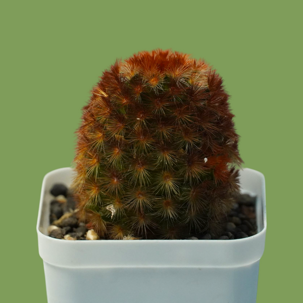Mammillaria carmenae