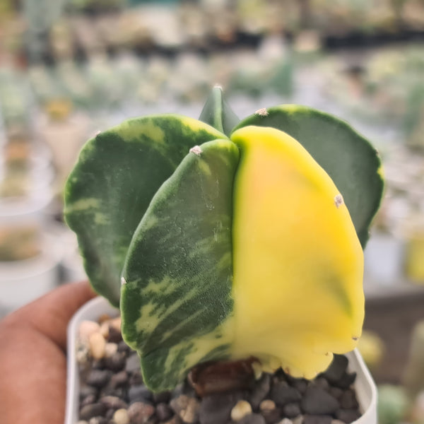 Astrophytum nudam pentecostal variegated