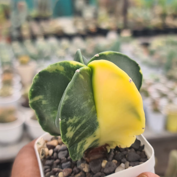 Astrophytum nudam pentecostal variegated