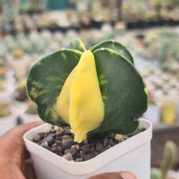 Astrophytum nudam pentecostal variegated