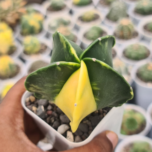Astrophytum nudam pentecostal variegated