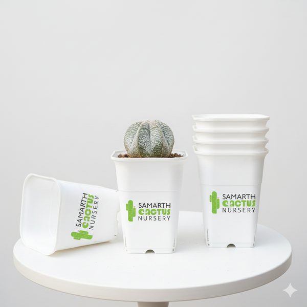 Set of - 5.5inch White Pots