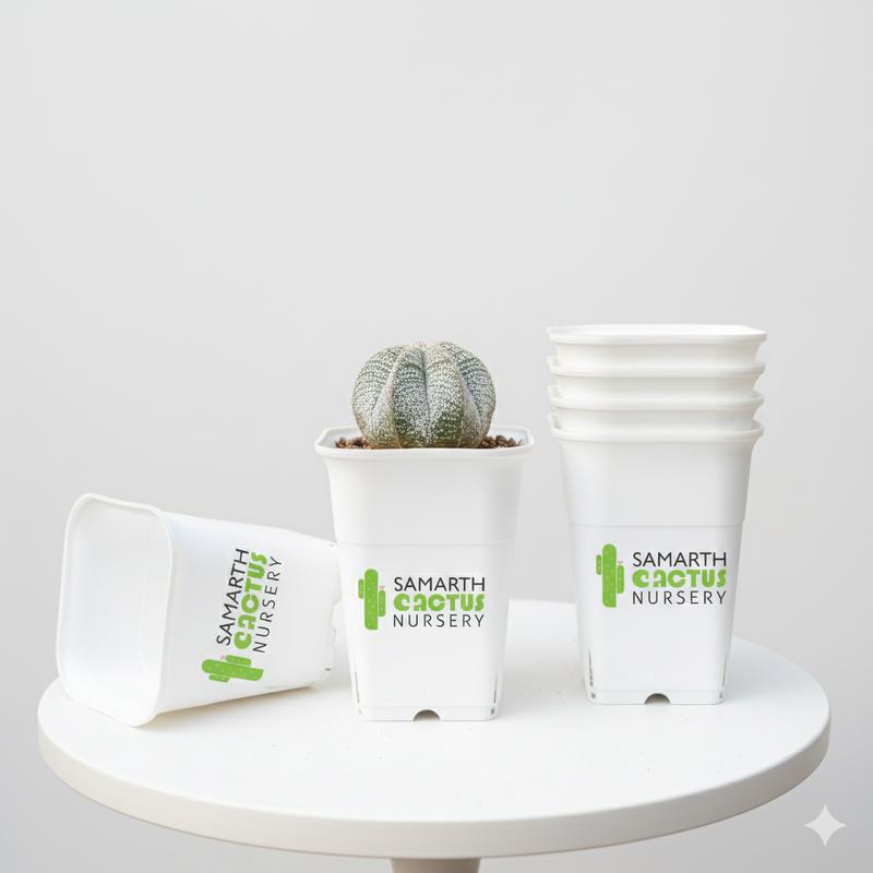 Set of - 5.5inch White Pots