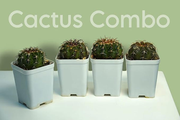 Combo of 4 Different Exotic Discocact varieties