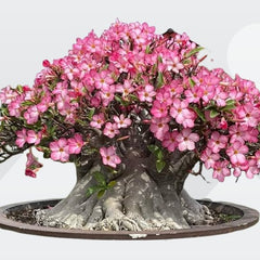 Adenium arebicum Saudi yack