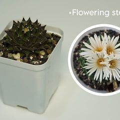Combo of 6 Different Exotic cactus varieties