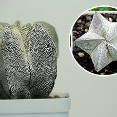 Combo of 6 Different Exotic cactus varieties
