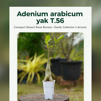 Adenium arabicum yak T.56