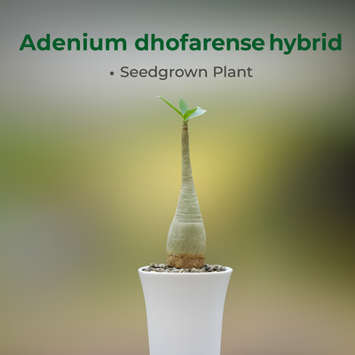 Adenium dhofarense hybrid