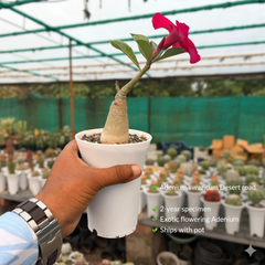 Adenium swazicum Desert road
