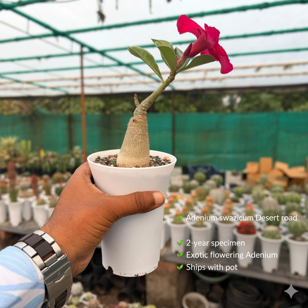 Adenium swazicum Desert road