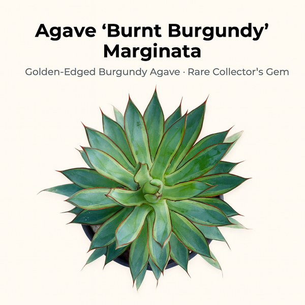 Agave 