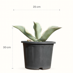 Agave gypsophila Ivory Curls