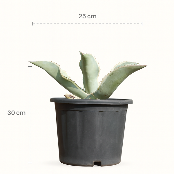 Agave gypsophila Ivory Curls