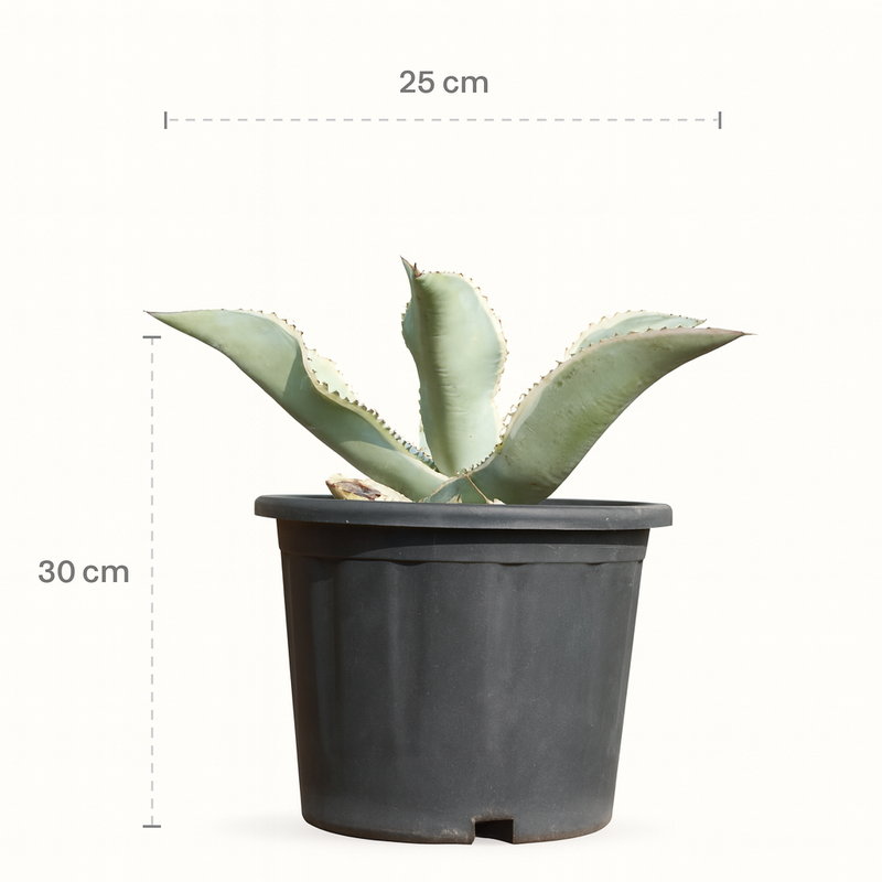 Agave gypsophila Ivory Curls