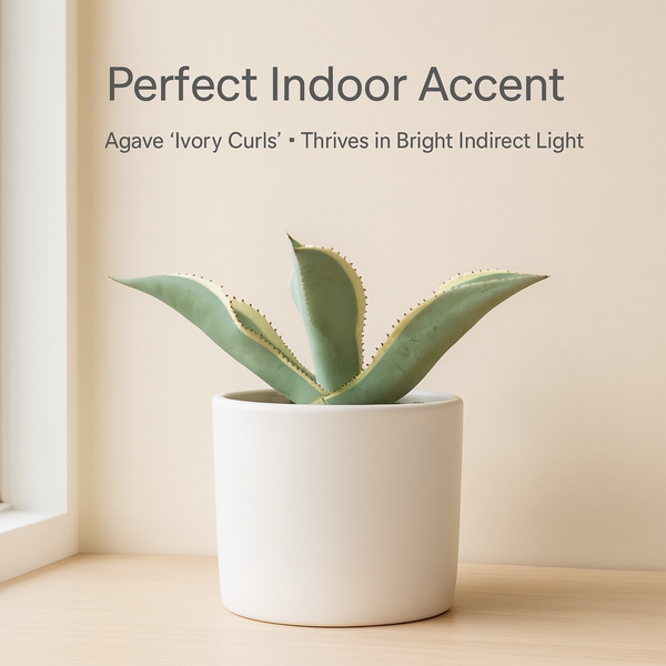 Agave gypsophila Ivory Curls