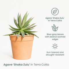Agave 'Shaka Zulu' in Terra Cotta