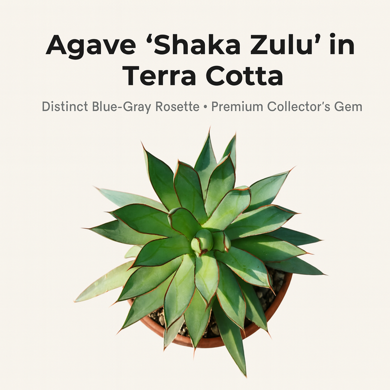 Agave 'Shaka Zulu' in Terra Cotta