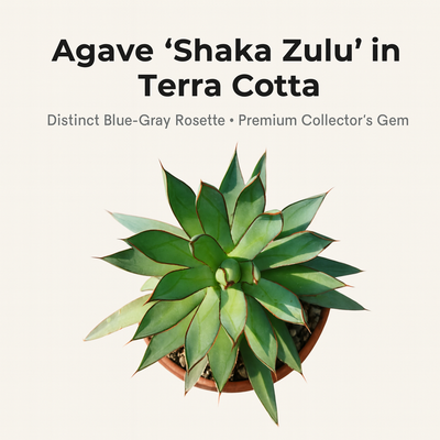 Agave 'Shaka Zulu' in Terra Cotta