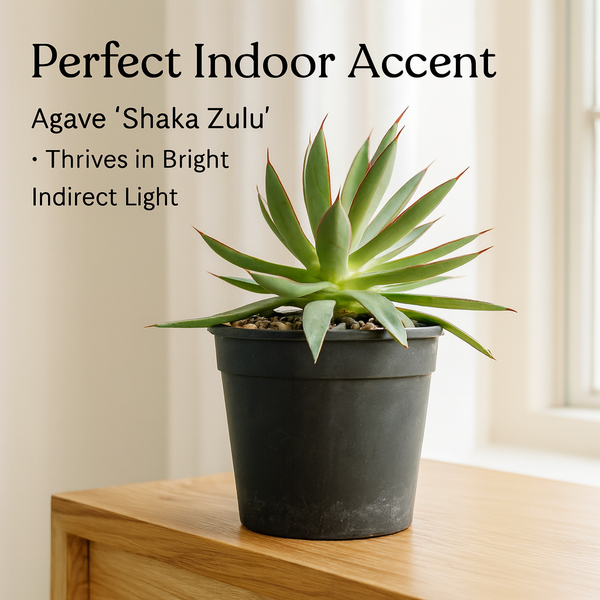 Agave 'Shaka Zulu' in Terra Cotta