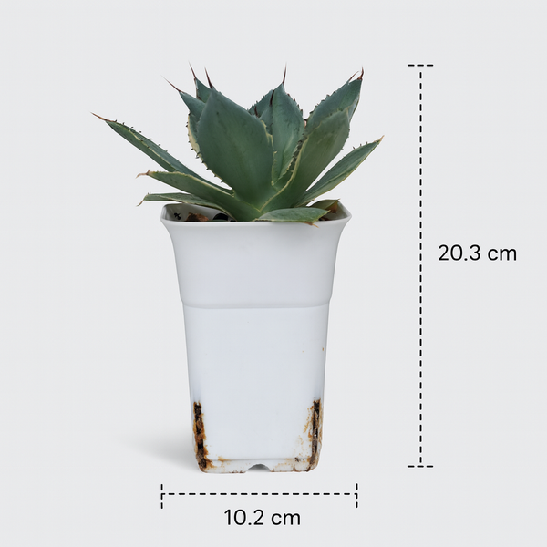 Agave potatorum Tradewind