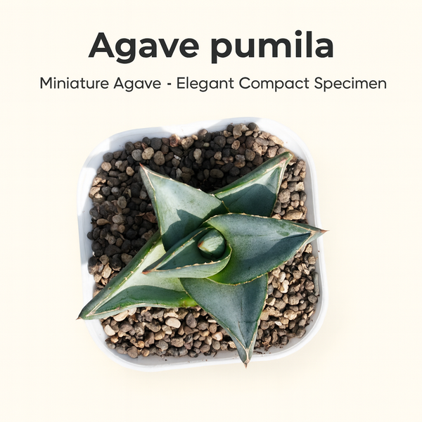 Agave Pumila Miniature