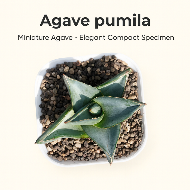 Agave Pumila Miniature