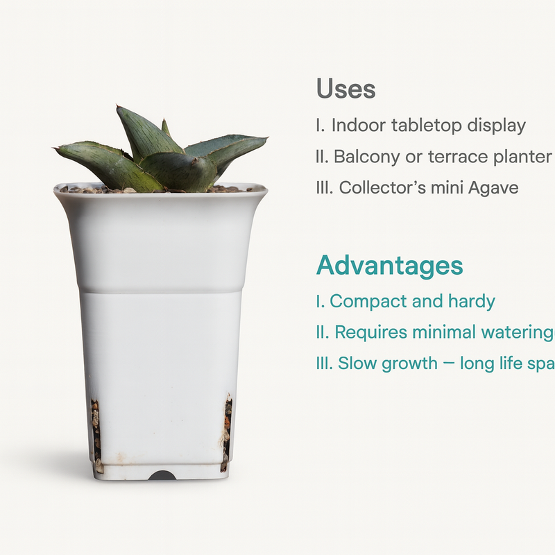 Agave Pumila Miniature