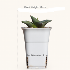 Agave Pumila Miniature