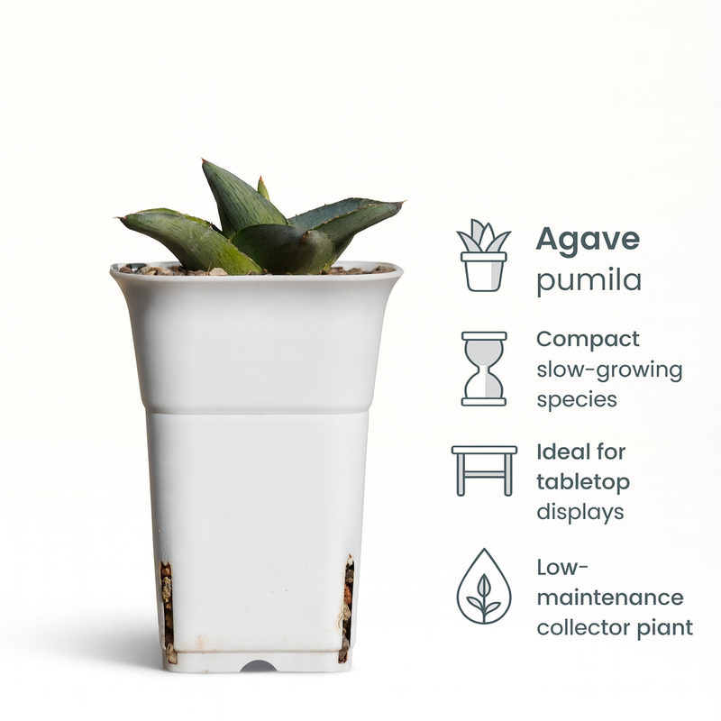 Agave Pumila Miniature