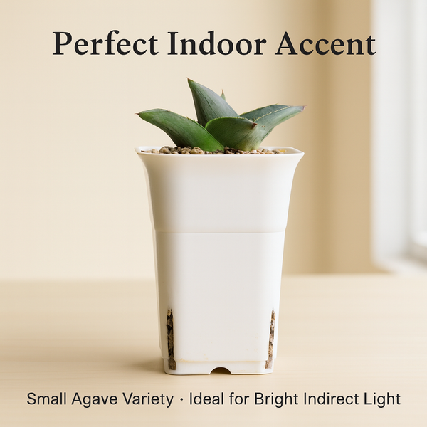 Agave Pumila Miniature