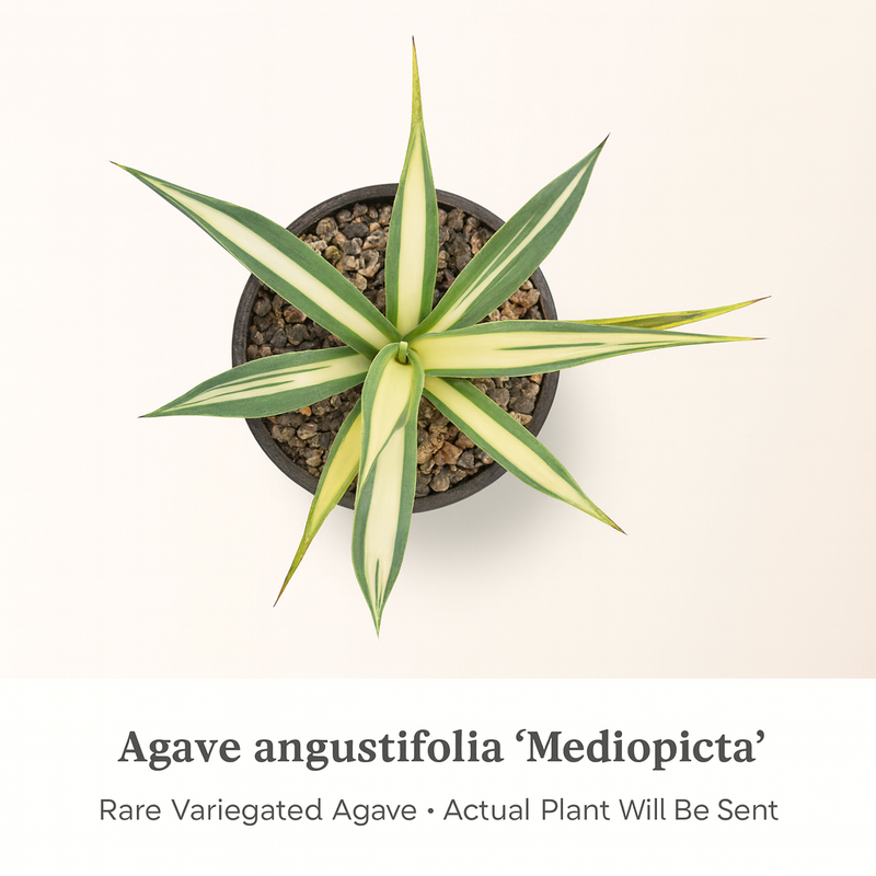 Agave angustifolia ‘Mediopicta’