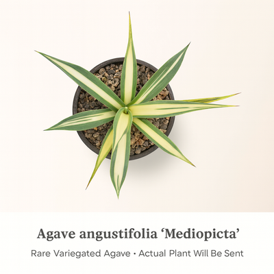 Agave angustifolia ‘Mediopicta’