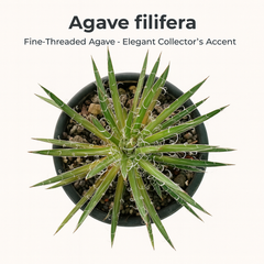 Agave Filifera