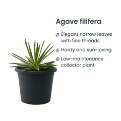 Agave Filifera