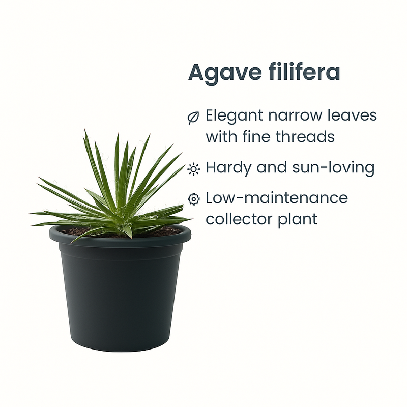 Agave Filifera
