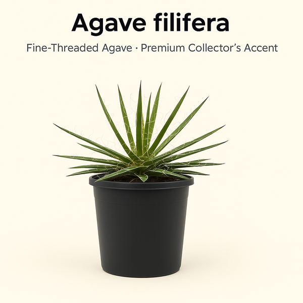 Agave Filifera