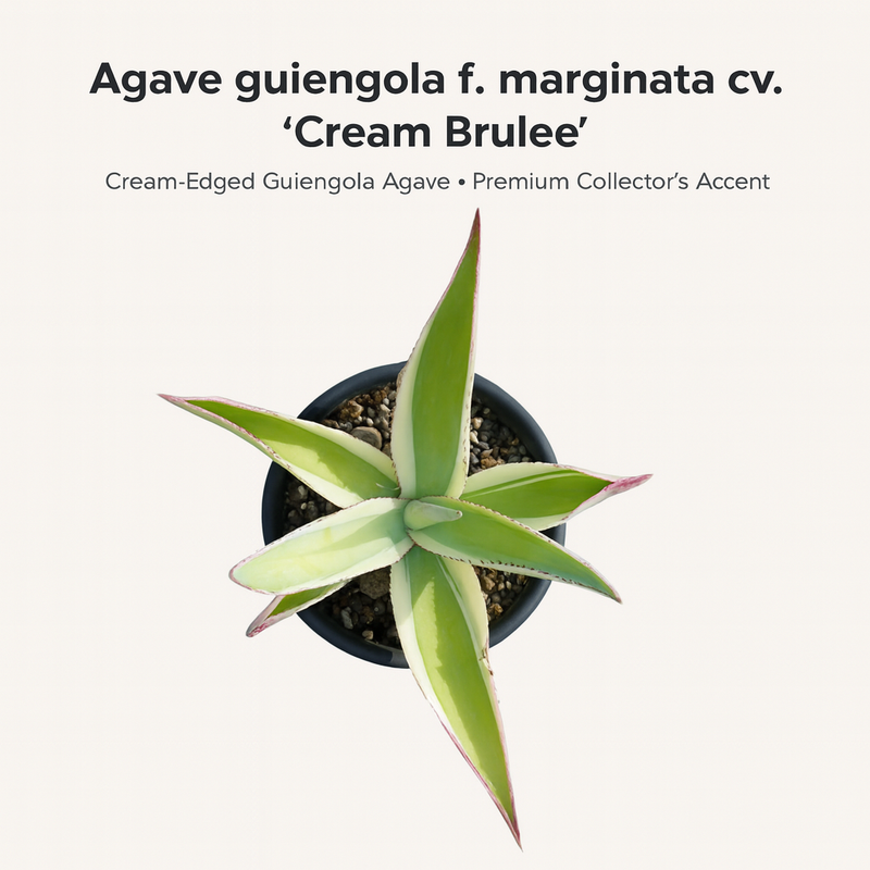 Agave guiengola f. marginata cv. Cream Brulee