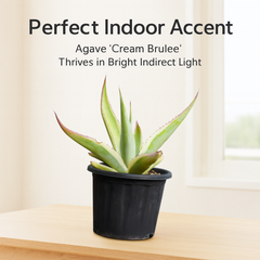 Agave guiengola f. marginata cv. Cream Brulee