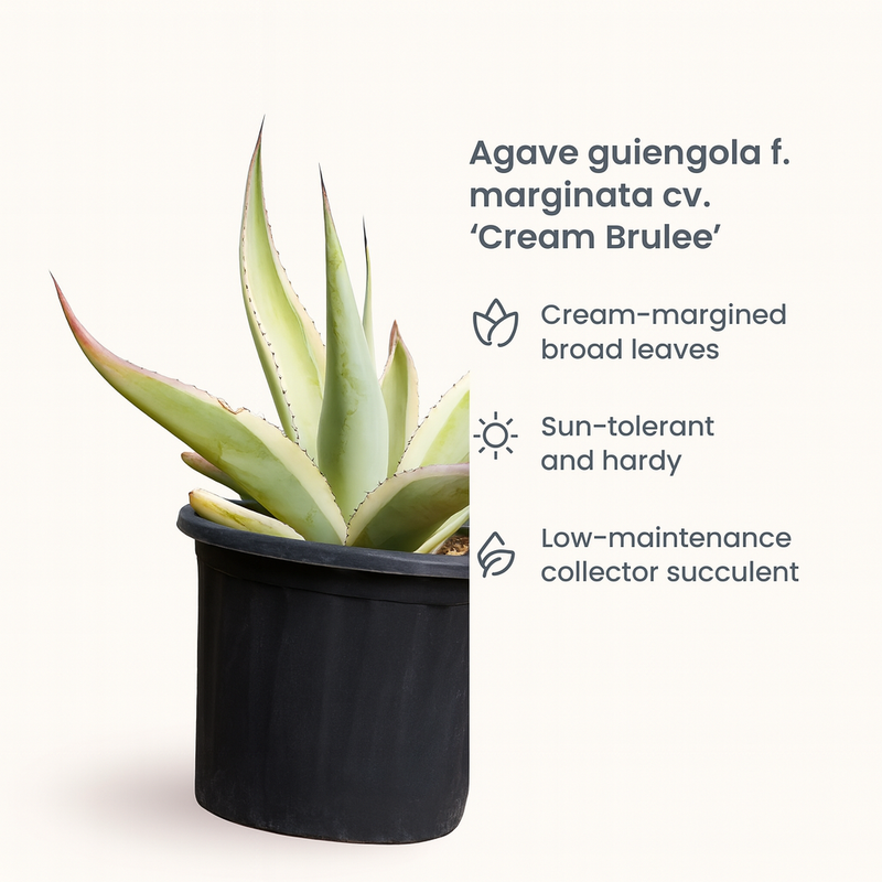 Agave guiengola f. marginata cv. Cream Brulee