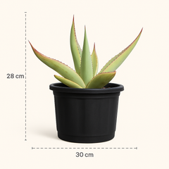Agave guiengola f. marginata cv. Cream Brulee
