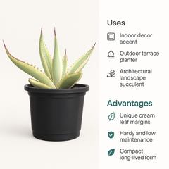 Agave guiengola f. marginata cv. Cream Brulee