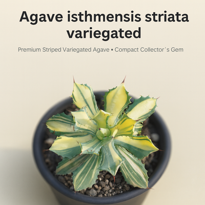 Agave isthmensis striata variegated m1