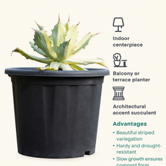 Agave isthmensis ‘Kabutogani Variegata’