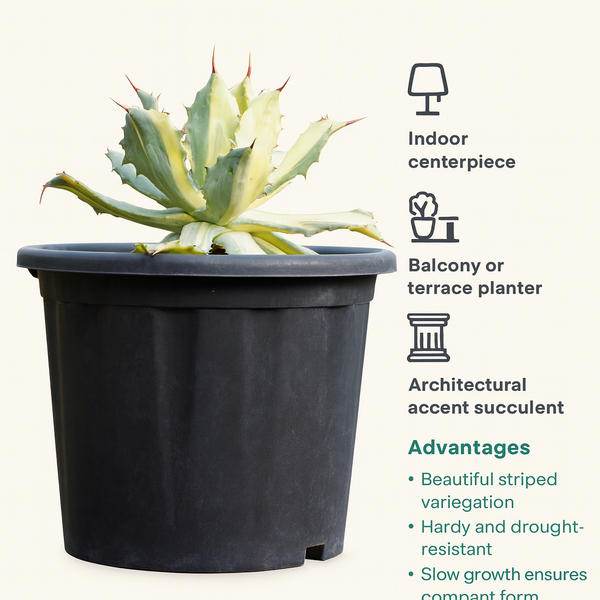 Agave isthmensis striata variegated m1